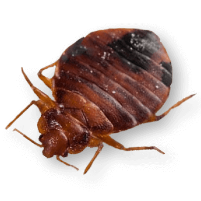 Ploštice